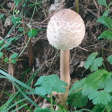Casa Telmo * San Martin (Lugo)