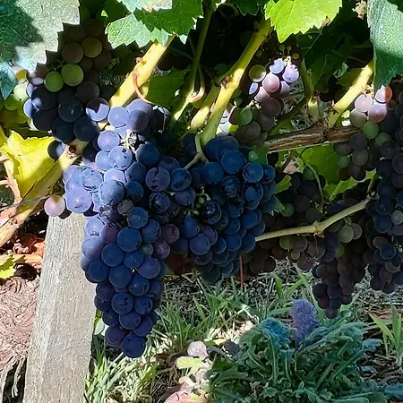 Casa Telmo 펜션 San Martin (Lugo)