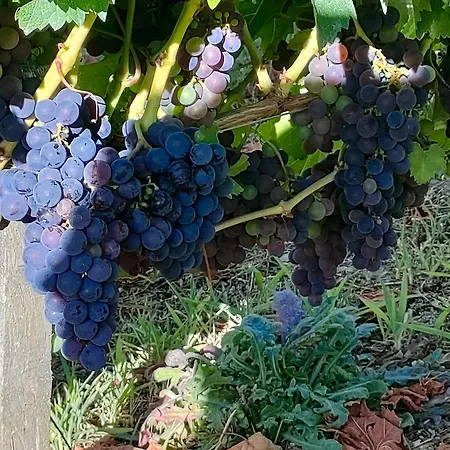 Casa Telmo San Martin (Lugo)