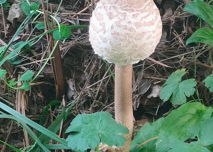 Casa Telmo * San Martin (Lugo)