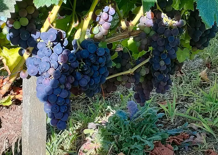 Casa Telmo San Martin (Lugo)